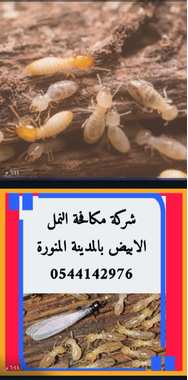 شركة مكافحة النمل الابيض بالمدينة المنورة -0544142976 - 3