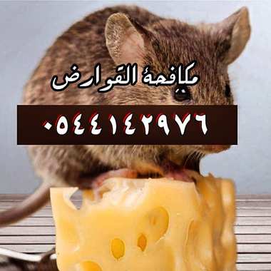 شركة مكافحة الفئران بالمدينة المنورة - 0544142976