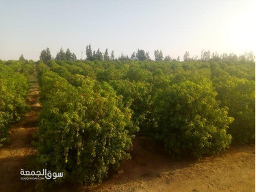 مزرعة منتجة بدخل سنوي لايقل عن 2مليون جنيه - 3