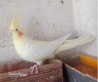 كوكتيل لاتينى بريل و فرنساوى سبليت البينو  في المنصورة - 3