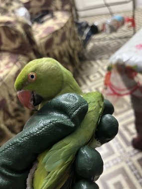 بغبغان درة هندي ريش كامل ذكر - 2