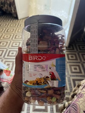 بغبغان درة هندي ريش كامل ذكر - 4