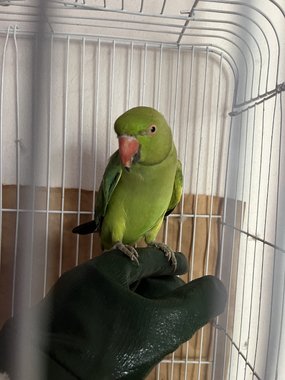 بغبغان درة هندي ريش كامل ذكر - 6