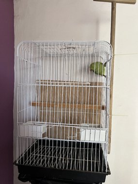 بغبغان درة هندي ريش كامل ذكر - 7