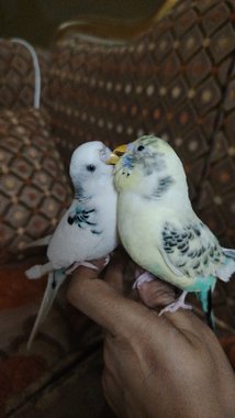 استرالي أليف ومتدرب - 2