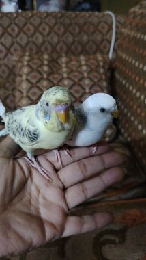 استرالي أليف ومتدرب - 3