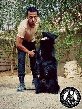 تدريب كلاب K9 عالي المستوى للبحث والتفتيش - 3