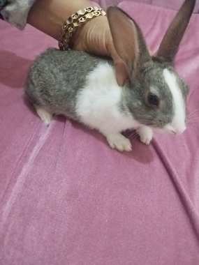 ارانب خليط بلدي جبلي ب50