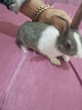 ارانب خليط بلدي جبلي ب50 - 2