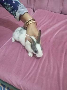 ارانب خليط بلدي جبلي ب50 - 3