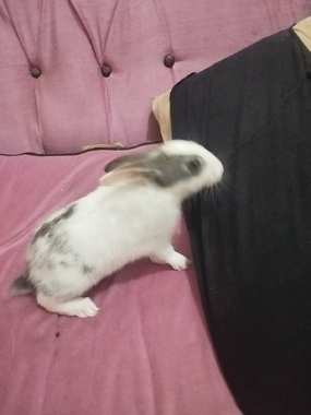 ارانب خليط بلدي جبلي ب50 - 4