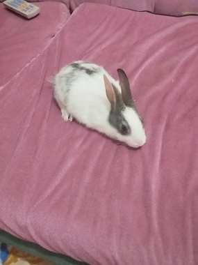 ارانب خليط بلدي جبلي ب50 - 5